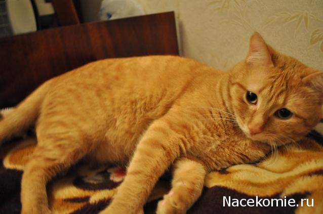 Дом Мечты. Болталка 2 или... будем знакомы