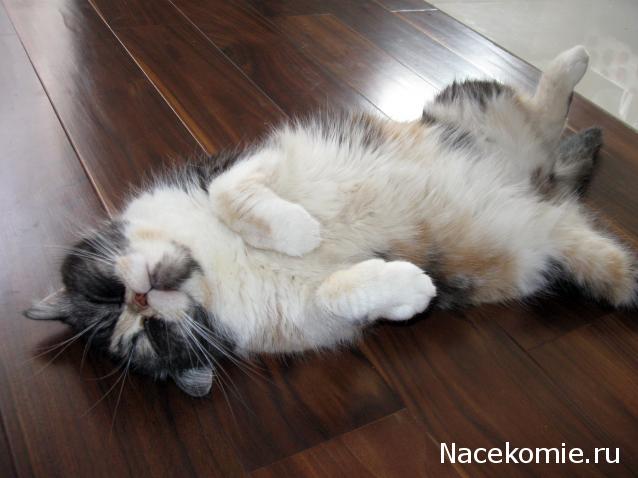 Дом Мечты. Болталка 2 или... будем знакомы