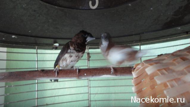 Дом Мечты. Болталка 2 или... будем знакомы