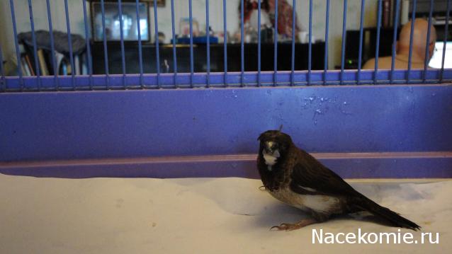 Дом Мечты. Болталка 2 или... будем знакомы