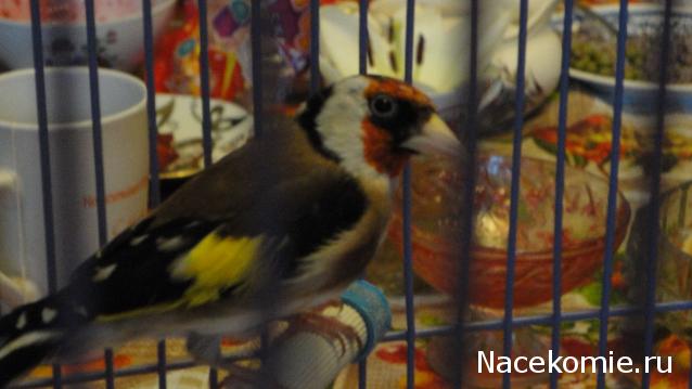 Дом Мечты. Болталка 2 или... будем знакомы