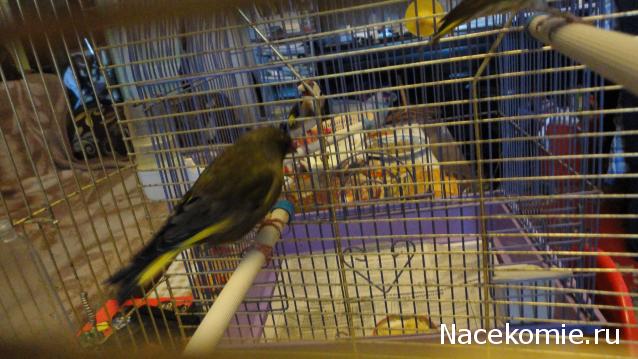 Дом Мечты. Болталка 2 или... будем знакомы