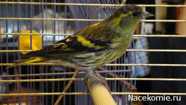 Дом Мечты. Болталка 2 или... будем знакомы