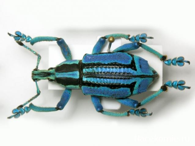 Насекомые №66 Эуфолюс великолепный (Eupholus magnificus)