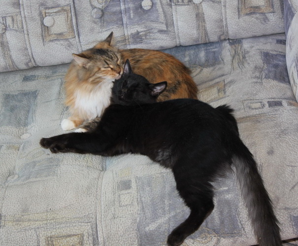 Дом Мечты. Болталка 2 или... будем знакомы