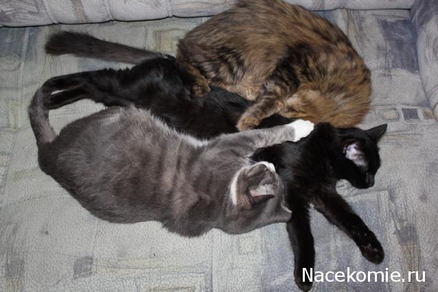 Дом Мечты. Болталка 2 или... будем знакомы