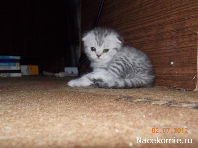 Дом Мечты. Болталка 2 или... будем знакомы