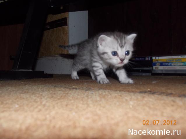 Дом Мечты. Болталка 2 или... будем знакомы