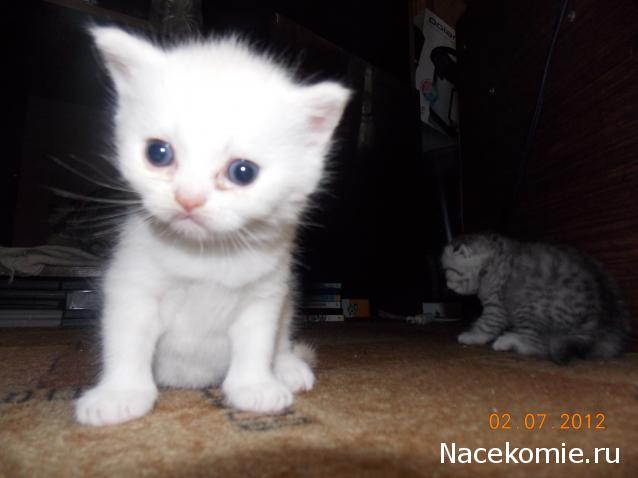 Дом Мечты. Болталка 2 или... будем знакомы