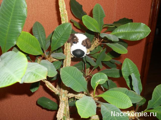 The Dog Collection №39 Папильон