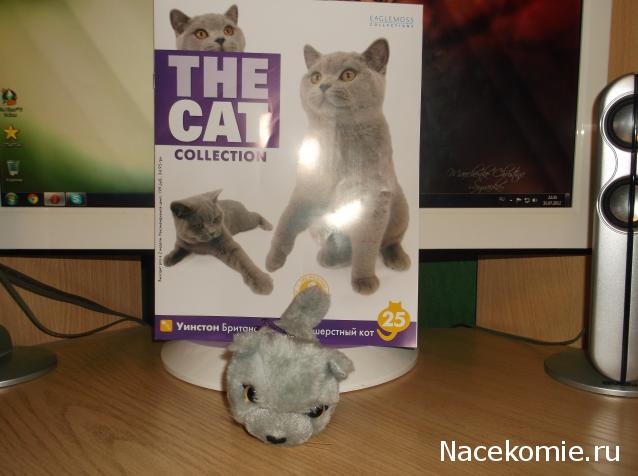 The Cat Collection №25 Британский короткошерстный кот Фото