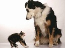 The Dog Collection Болталка