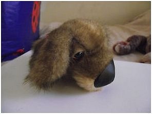 The Dog Collection Болталка