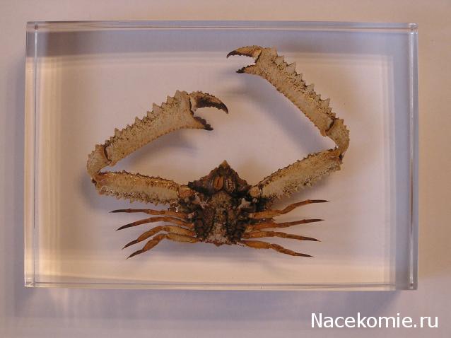 Насекомые и их знакомые 2010 График Выхода и обсуждение