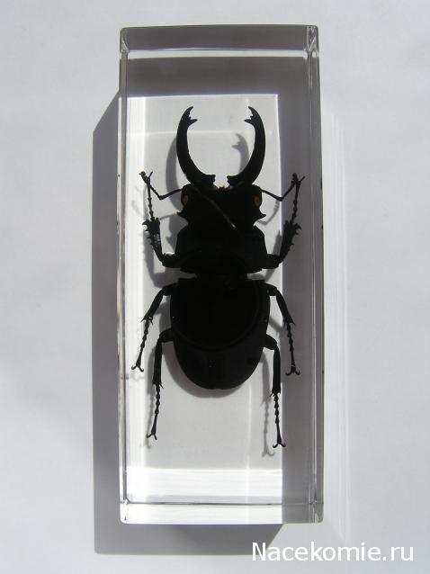 Насекомые и их знакомые 2010 График Выхода и обсуждение