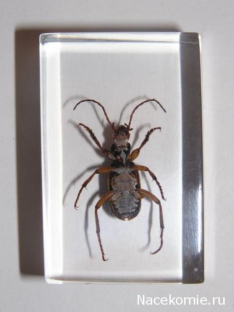 Насекомые и их знакомые 2010 График Выхода и обсуждение