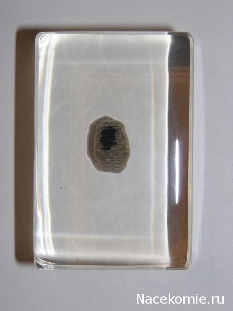 Насекомые и их знакомые 2010 График Выхода и обсуждение