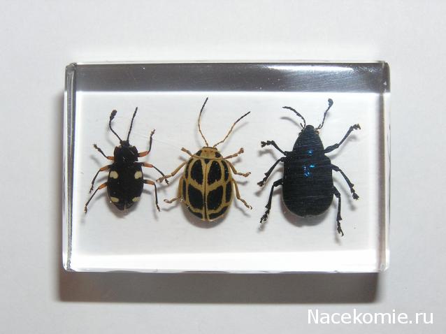 Насекомые и их знакомые 2010 График Выхода и обсуждение