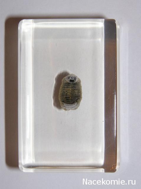 Насекомые и их знакомые 2010 График Выхода и обсуждение