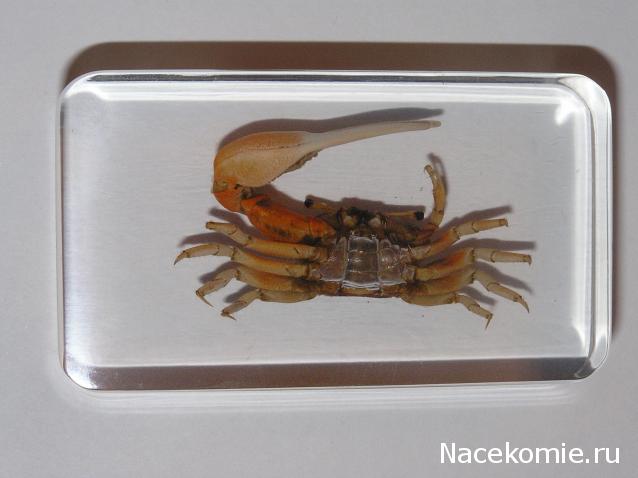 Насекомые и их знакомые 2010 График Выхода и обсуждение