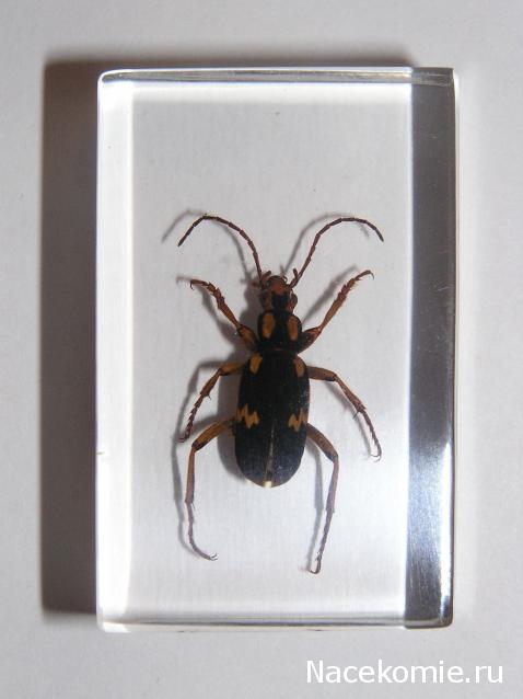 Насекомые и их знакомые 2010 График Выхода и обсуждение