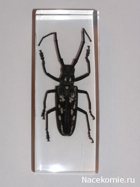 Насекомые и их знакомые 2010 График Выхода и обсуждение