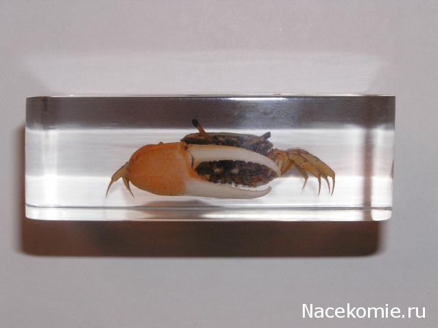 Насекомые и их знакомые 2010 График Выхода и обсуждение