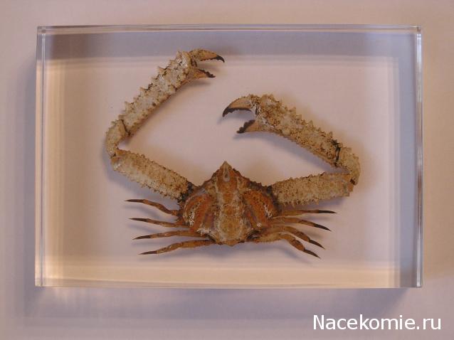 Насекомые и их знакомые 2010 График Выхода и обсуждение