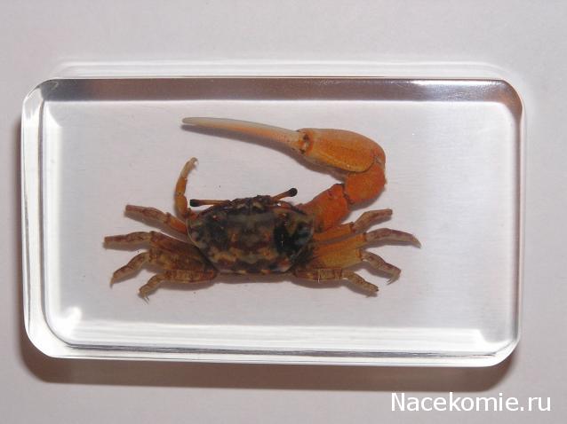 Насекомые и их знакомые 2010 График Выхода и обсуждение