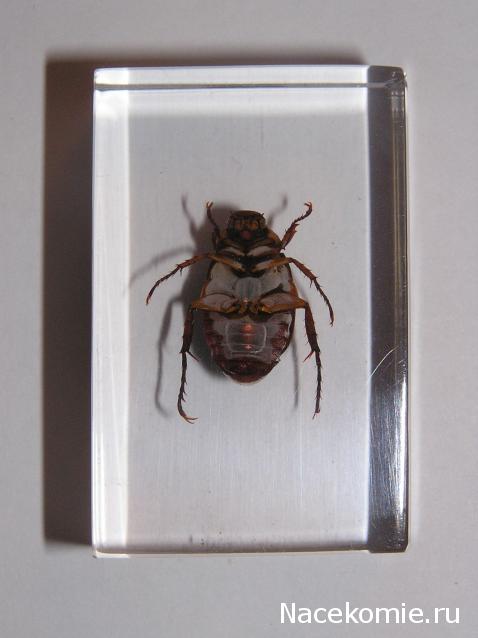 Насекомые и их знакомые 2010 График Выхода и обсуждение