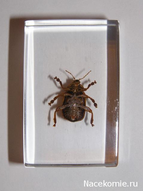 Насекомые и их знакомые 2010 График Выхода и обсуждение