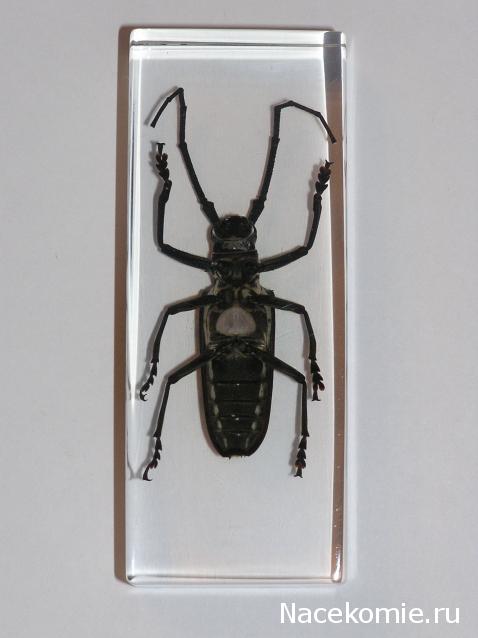 Насекомые и их знакомые 2010 График Выхода и обсуждение