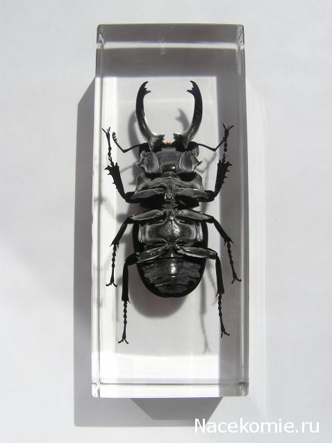 Насекомые и их знакомые 2010 График Выхода и обсуждение