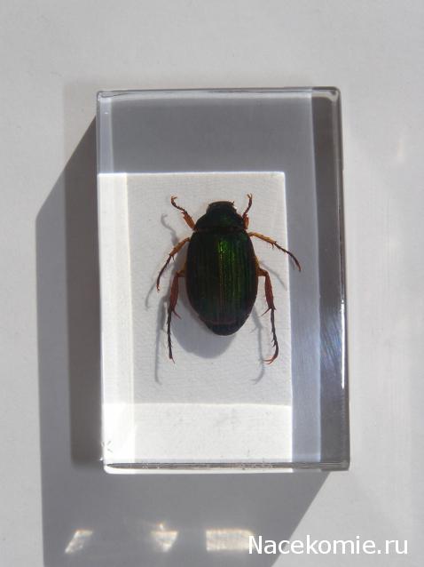 Насекомые и их знакомые 2010 График Выхода и обсуждение