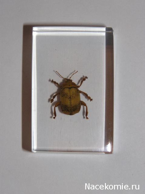 Насекомые и их знакомые 2010 График Выхода и обсуждение