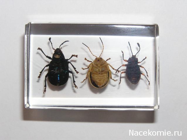 Насекомые и их знакомые 2010 График Выхода и обсуждение