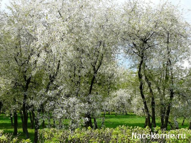 Мой любимый город или дорогие сердцу места