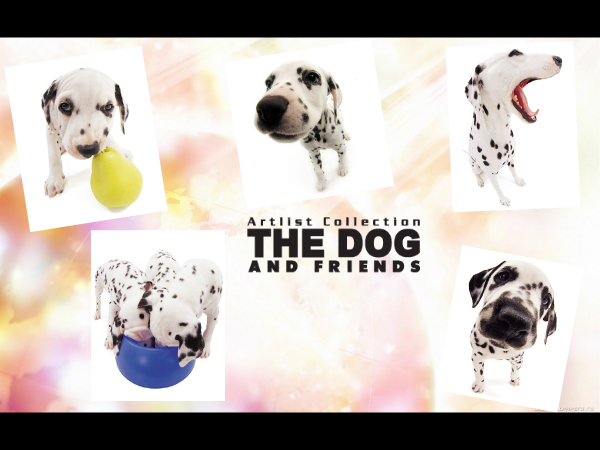 The Dog Collection Болталка
