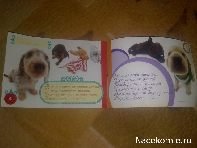 The Dog Collection Болталка