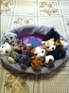 Кошкин дом. Болталка The Cat Collection