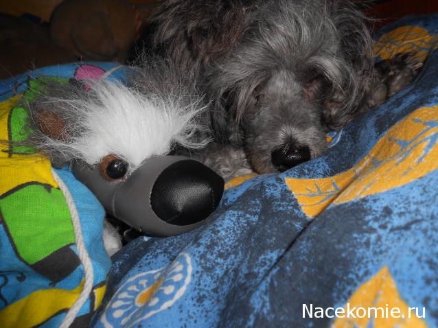 The Dog Collection Болталка