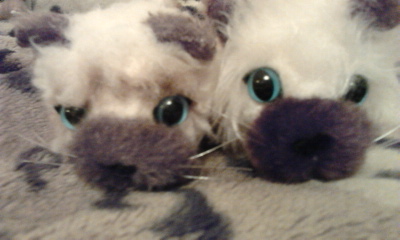 The Cat Collection №26 Балийская кошка Фото