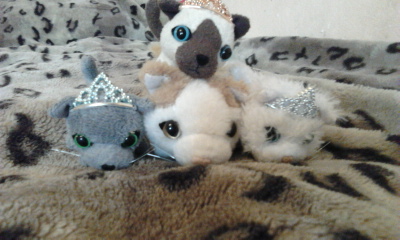 Кошкин дом. Болталка The Cat Collection