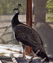 Животные на ферме 2012