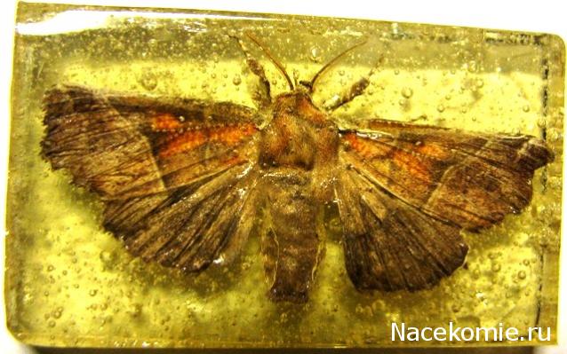 Самостоятельное коллекционирование насекомых