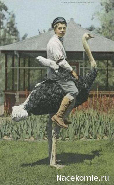 Наполеоновские Войны - График выхода и обсуждение