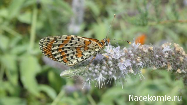 Фото насекомых (не из журнала)