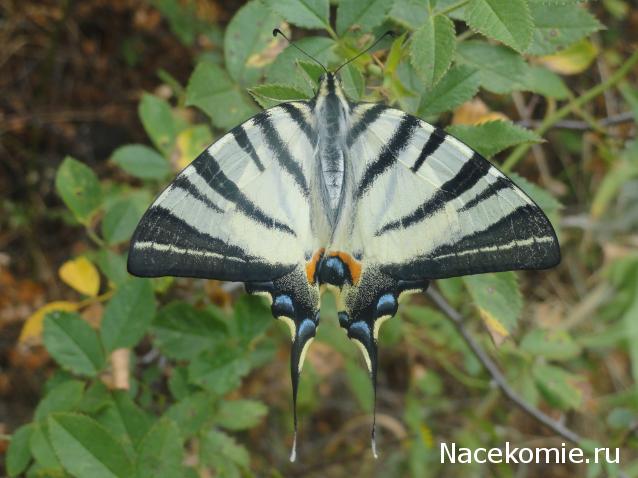 Фото насекомых (не из журнала)