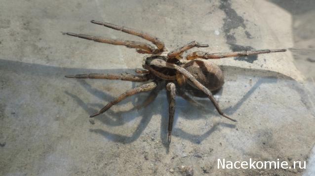 Фото насекомых (не из журнала)