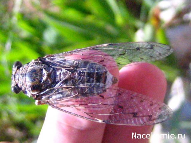 Фото насекомых (не из журнала)